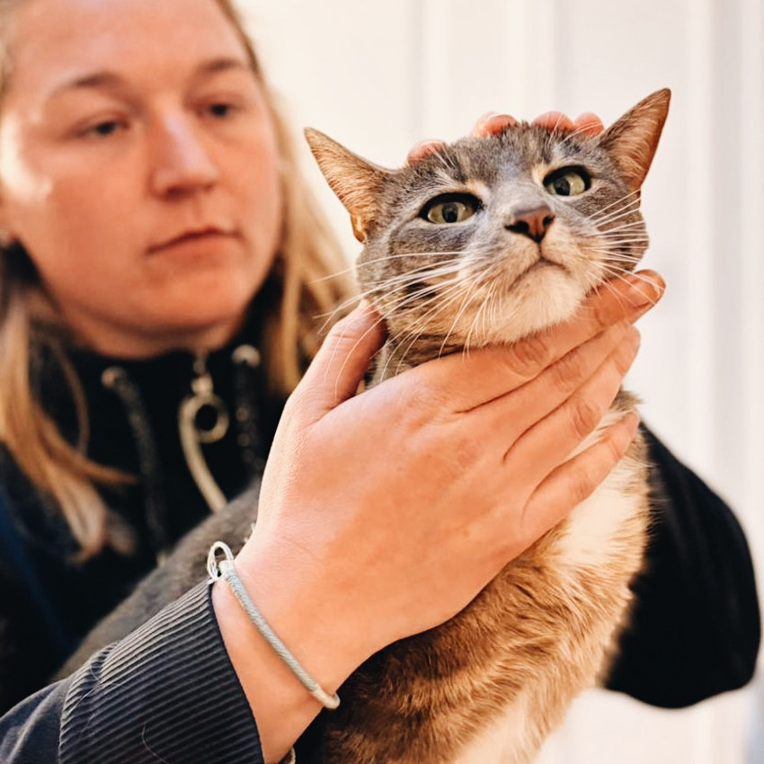 Illustration d’une séance d’ostéopathie animale pour chat