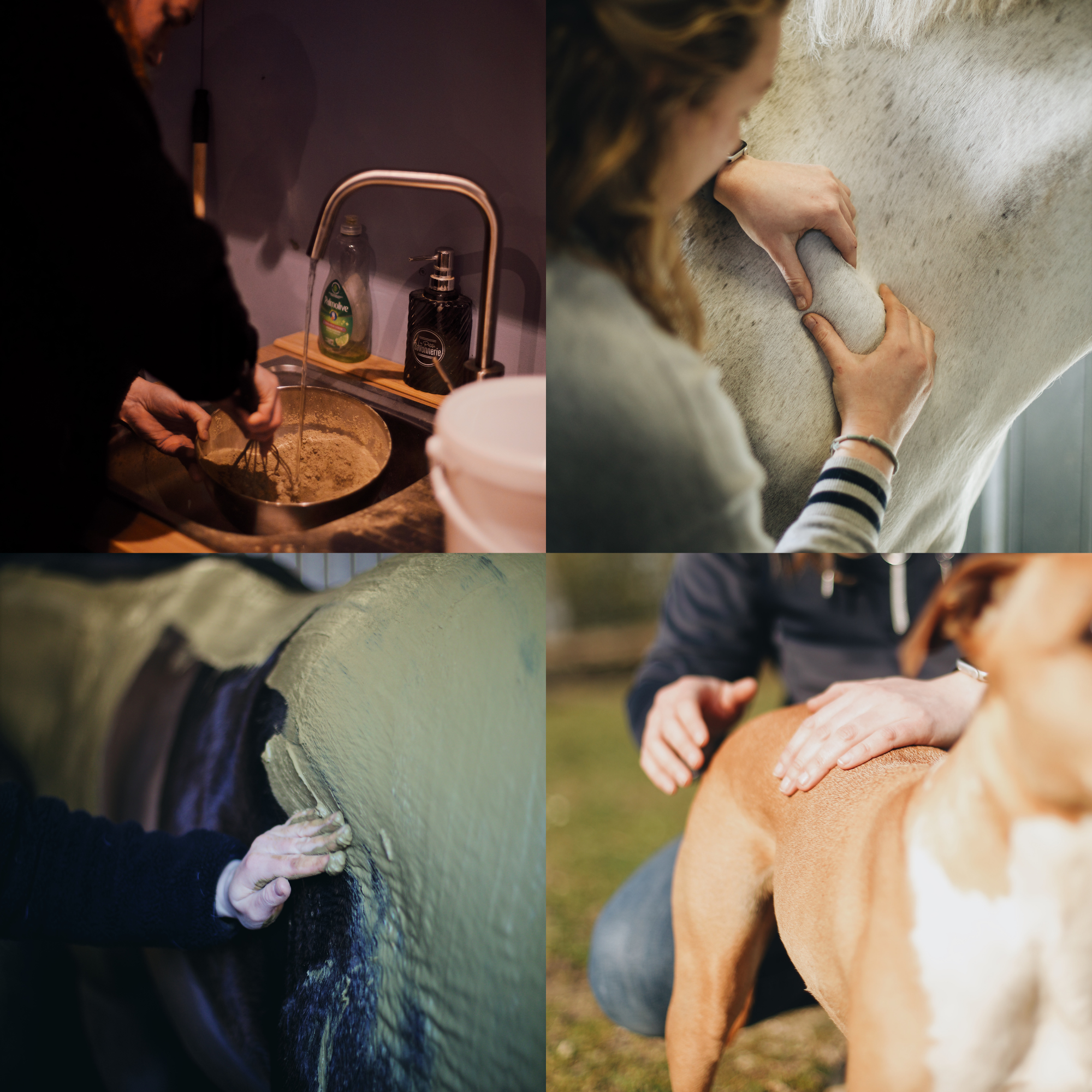 Massage et enveloppements pour cheval et chien