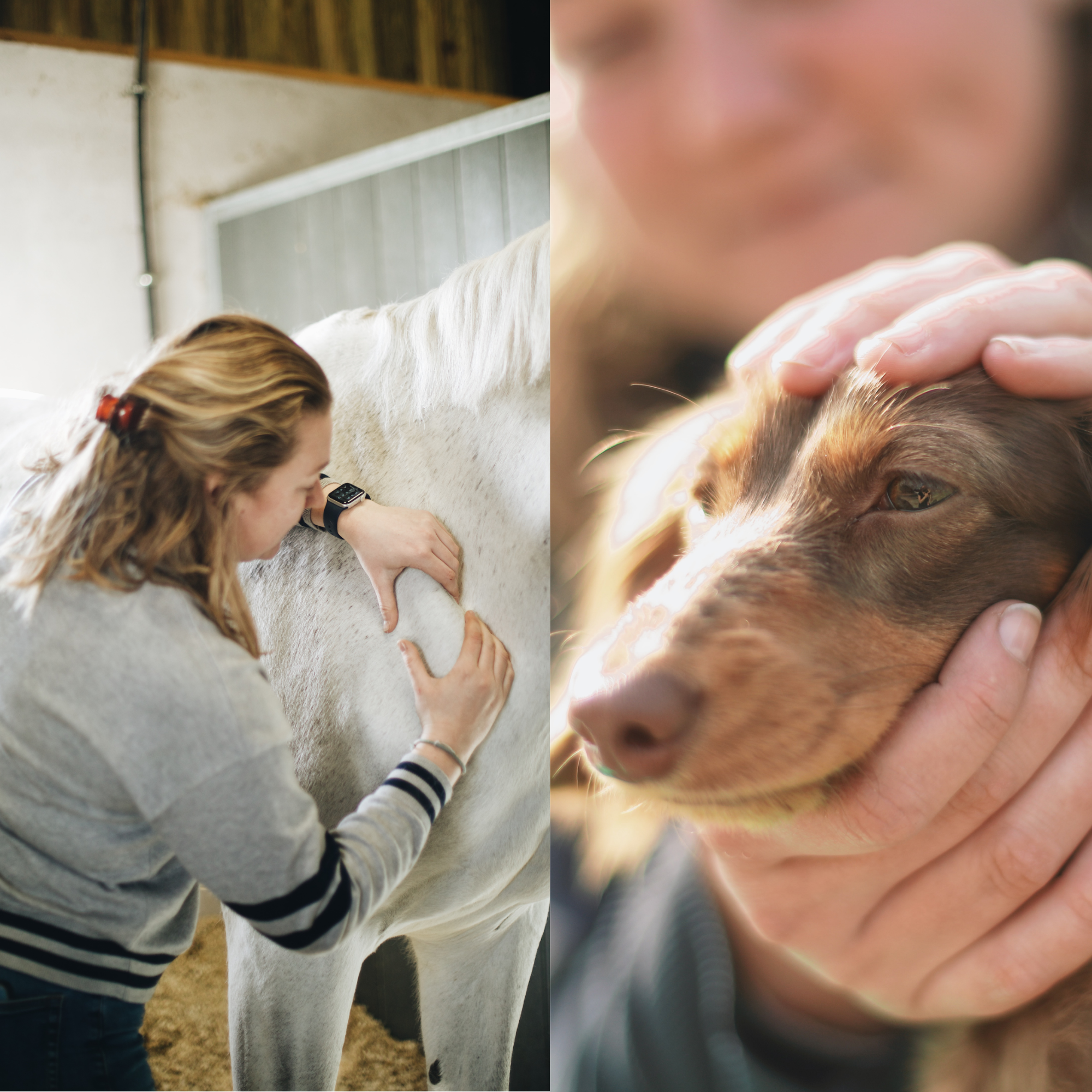 Massage équin et canin pour le confort et la récupération