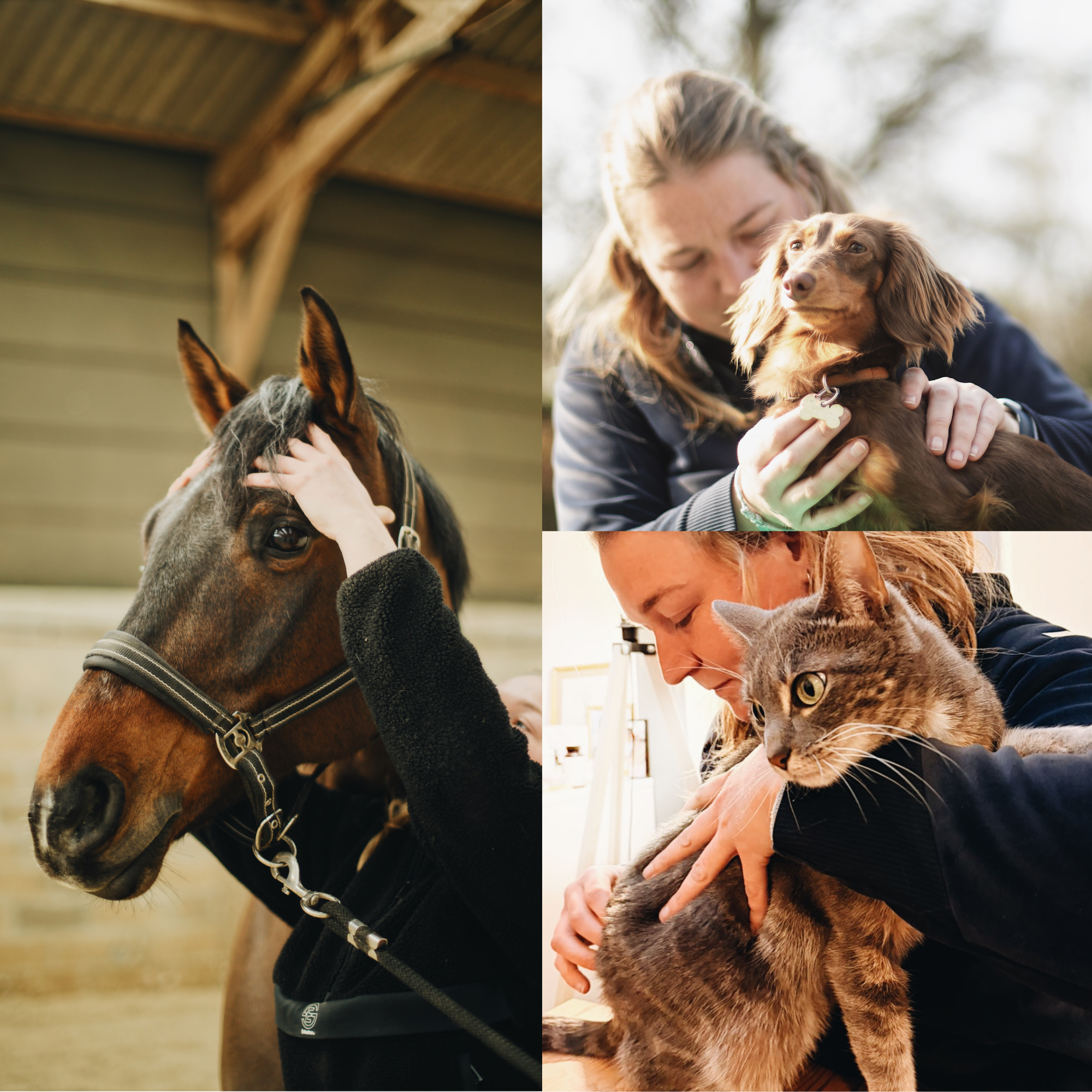 Séance d’ostéopathie animale pour cheval, chien ou chat