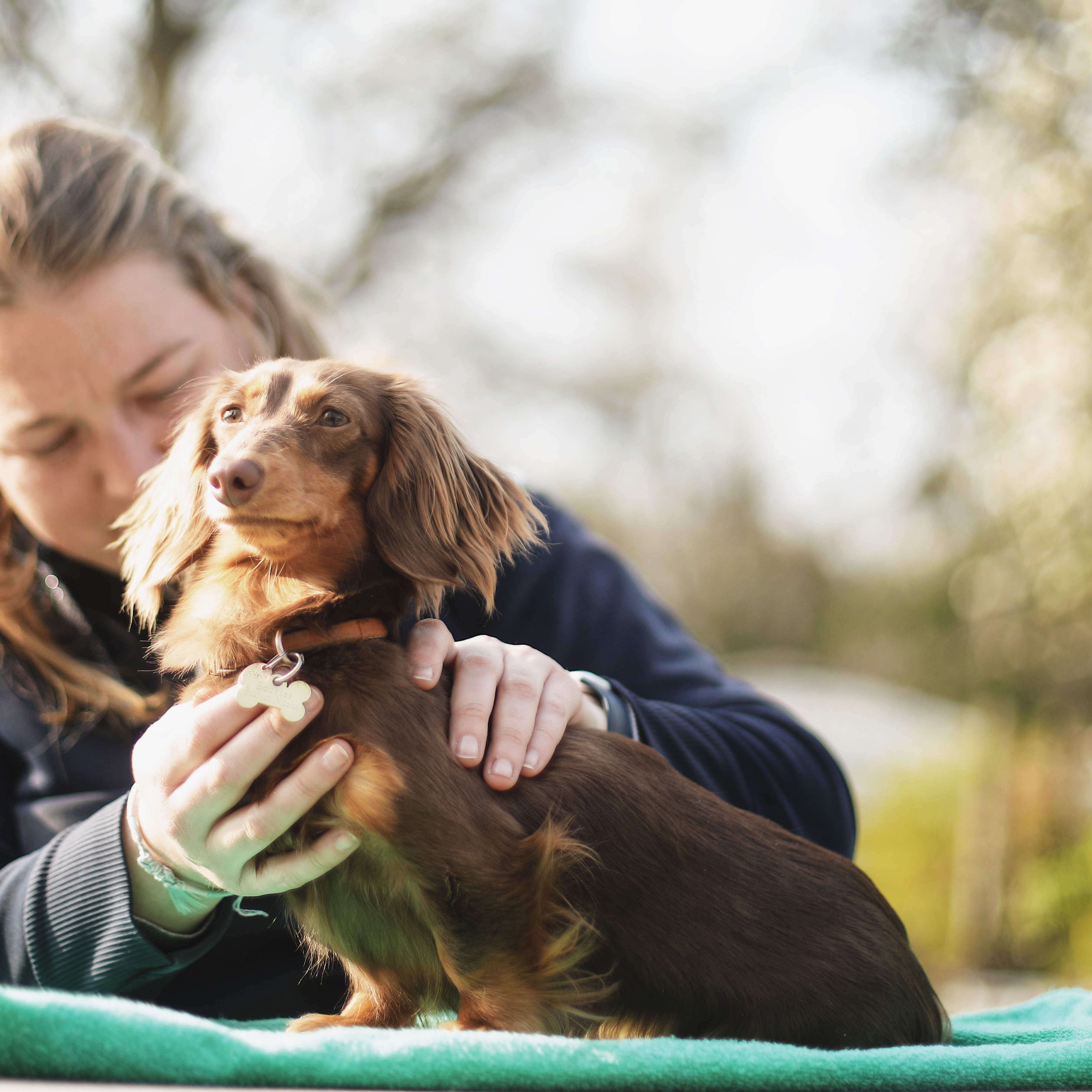 Illustration d’une séance d’ostéopathie animale pour chien